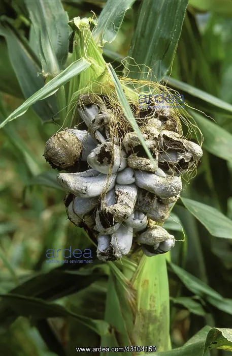 : Corn Smut (on the cob), Ustilago maydis. A fungal infection of corn : Corn Smut (on the cob), Ustilago maydis. A fungal infection of corn