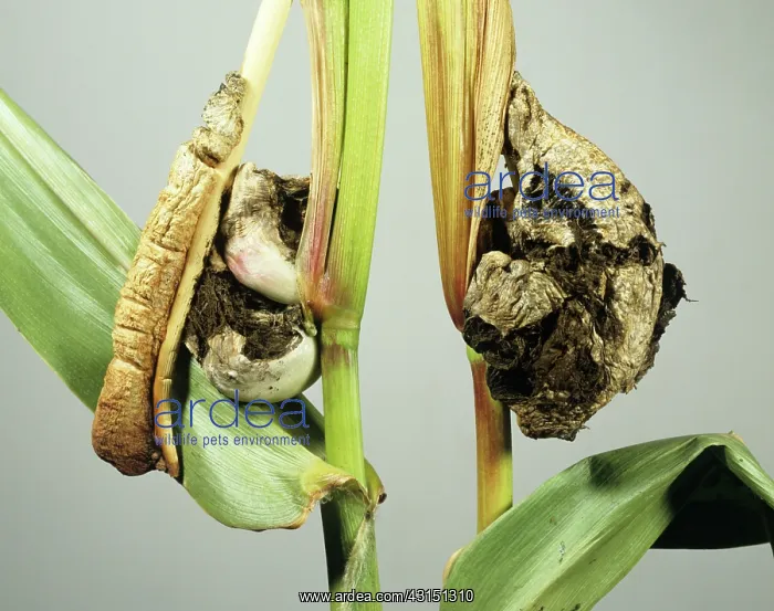 : Corn smut. Corn or maize smut (Ustilago maydis) infected feed corn top node : Corn smut. Corn or maize smut (Ustilago maydis) infected feed corn top node