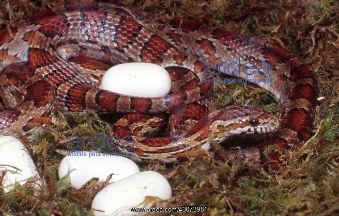  : Corn Snake