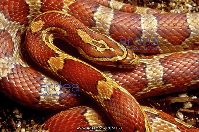 : Corn Snake : Corn Snake