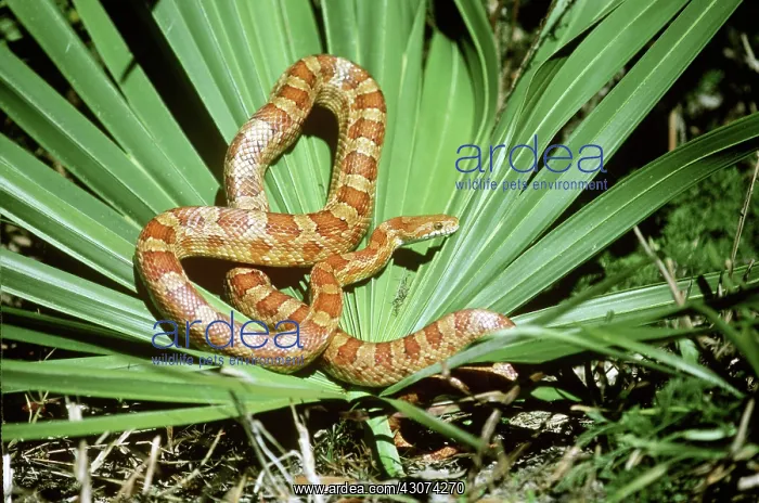 : Corn Snake : Corn Snake