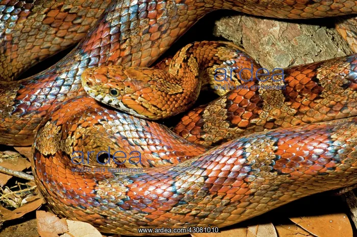 : Corn Snake : Corn Snake