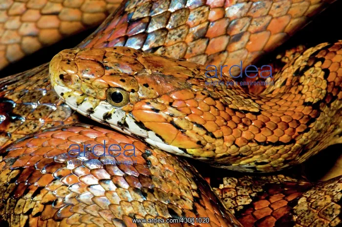 : Corn Snake : Corn Snake