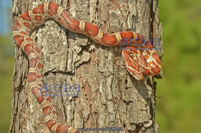 : Corn Snake : Corn Snake