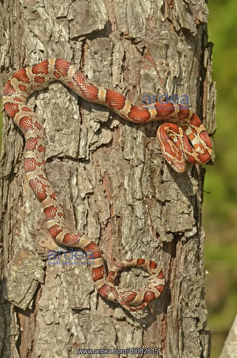 : Corn Snake : Corn Snake