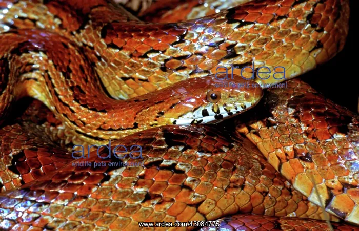 : Corn Snake : Corn Snake