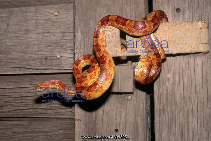 : Corn Snake : Corn Snake