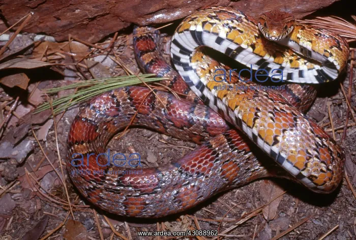: Corn Snake : Corn Snake