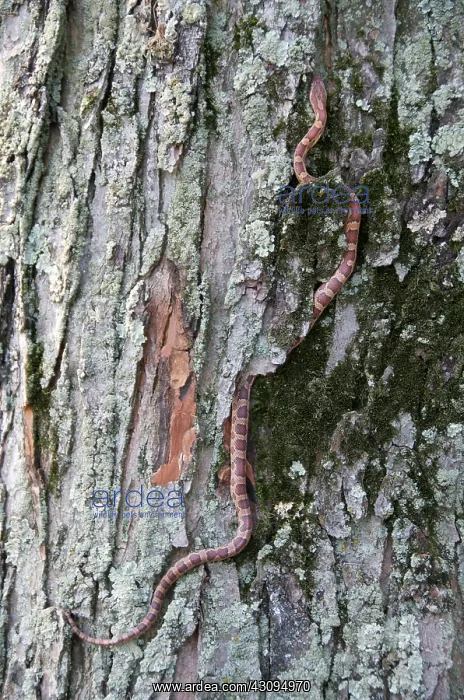 : Corn Snake : Corn Snake
