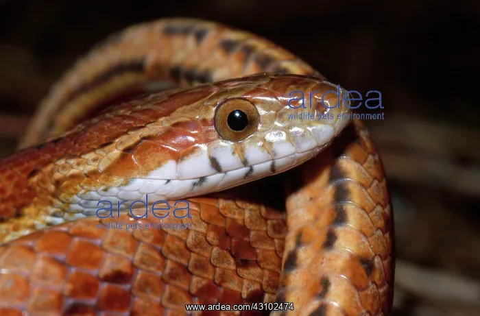 : Corn Snake : Corn Snake