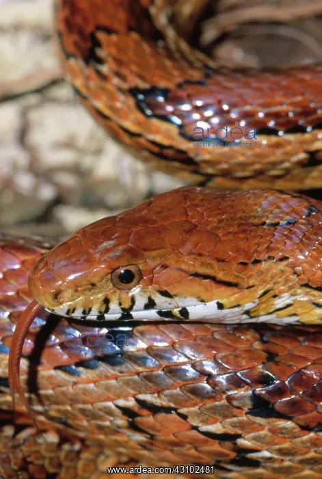: Corn Snake : Corn Snake