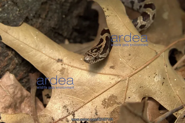 : Corn Snake : Corn Snake