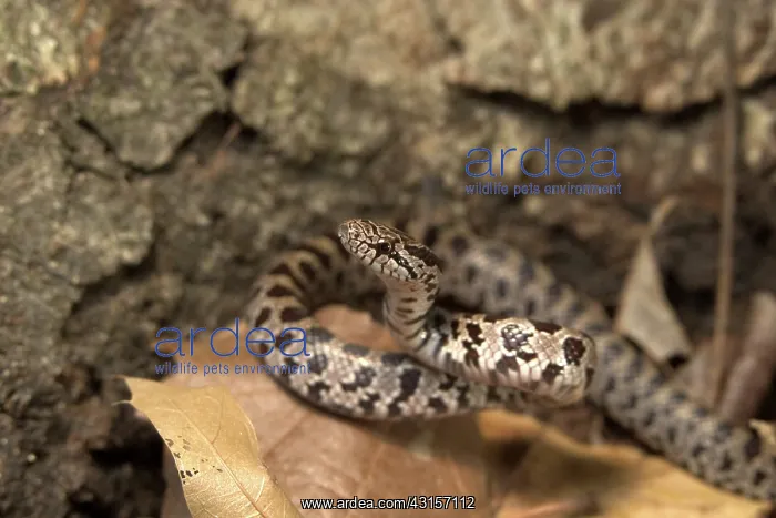 : Corn Snake : Corn Snake
