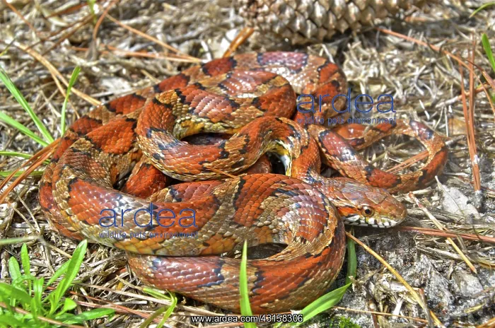: Corn Snake : Corn Snake