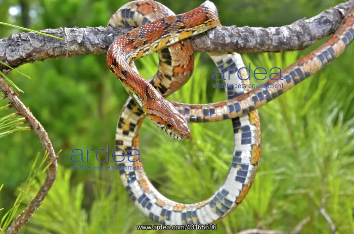 : Corn Snake : Corn Snake