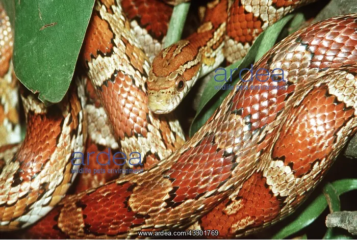 : CORN SNAKE : CORN SNAKE