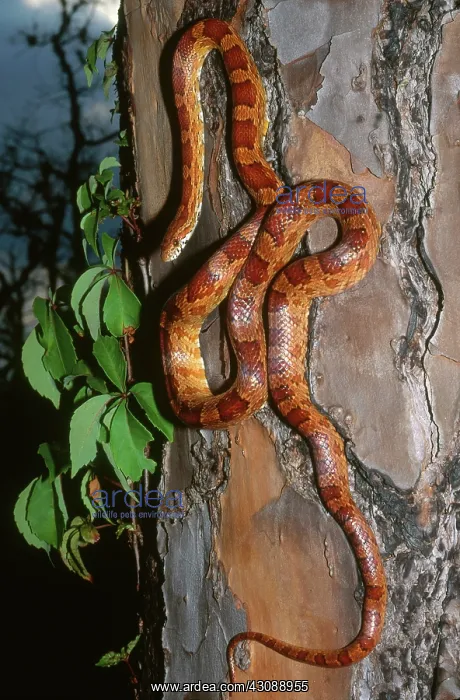 : Corn Snake Climbing Tree : Corn Snake Climbing Tree
