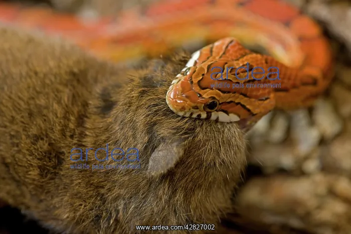 : Corn Snake - eating Mouse : Corn Snake - eating Mouse