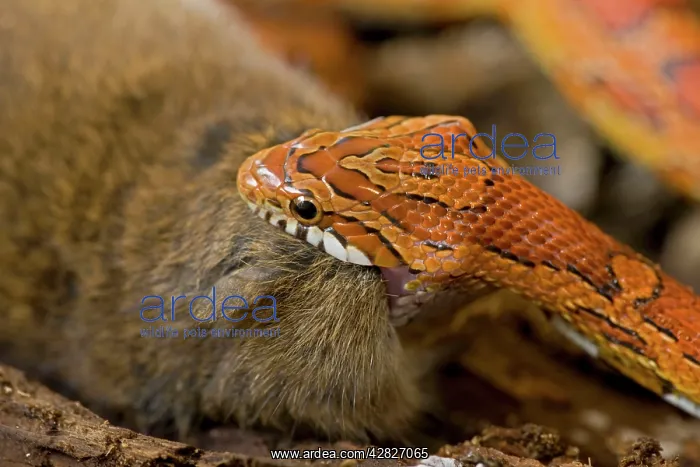 : Corn Snake - eating Mouse : Corn Snake - eating Mouse