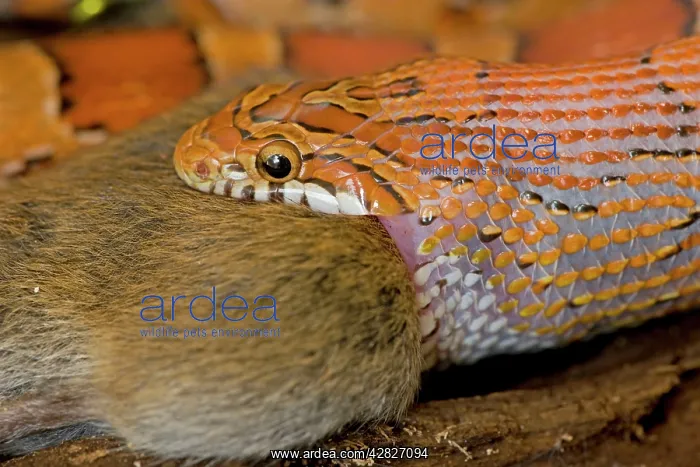 : Corn Snake - eating Mouse : Corn Snake - eating Mouse
