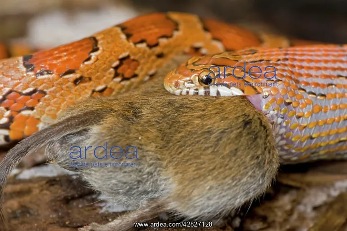 : Corn Snake - eating Mouse : Corn Snake - eating Mouse