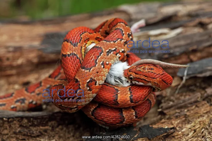  : Corn Snake - Eating mouse - Captive