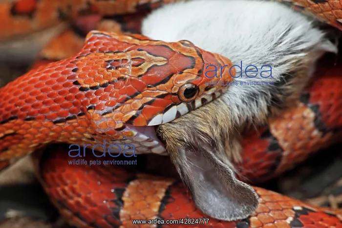: Corn Snake - Eating mouse - Captive : Corn Snake - Eating mouse - Captive