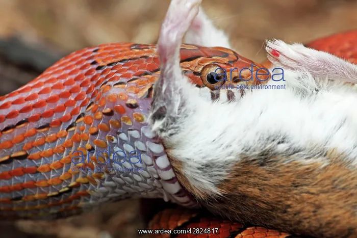 : Corn Snake - Eating mouse - Captive : Corn Snake - Eating mouse - Captive