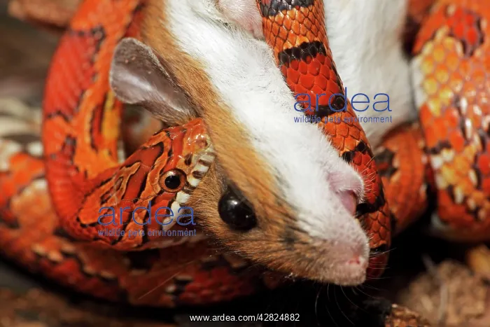  : Corn Snake - Eating a mouse - Captive