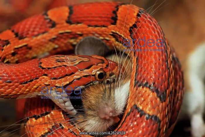 : Corn Snake - Eating a mouse - Captive : Corn Snake - Eating a mouse - Captive