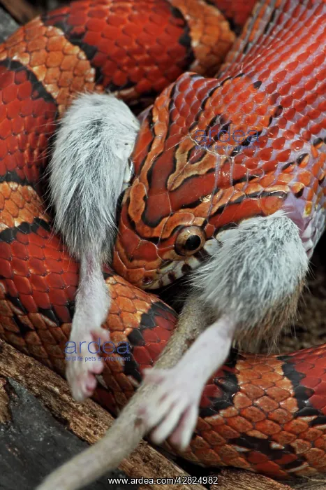  : Corn Snake - Eating mouse - Captive