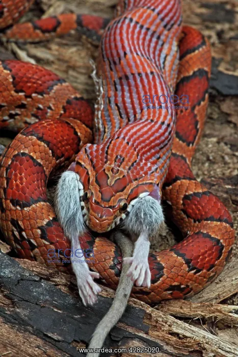 : Corn Snake - Eating mouse - Captive : Corn Snake - Eating mouse - Captive