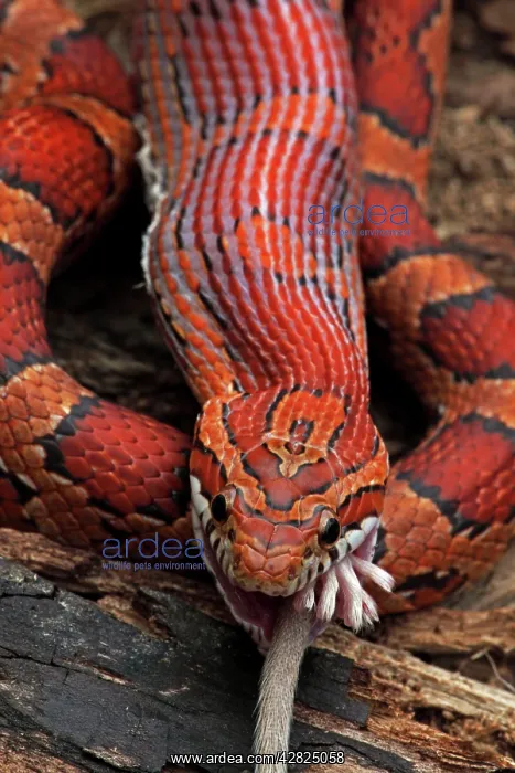 : Corn Snake - Eating Mouse - Captive : Corn Snake - Eating Mouse - Captive