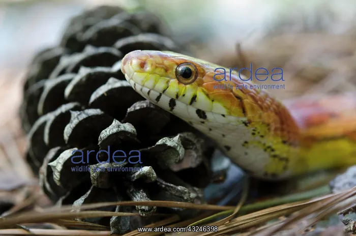 : Corn Snake (Elaphe guttata), Captive. The : Corn Snake (Elaphe guttata), Captive. The