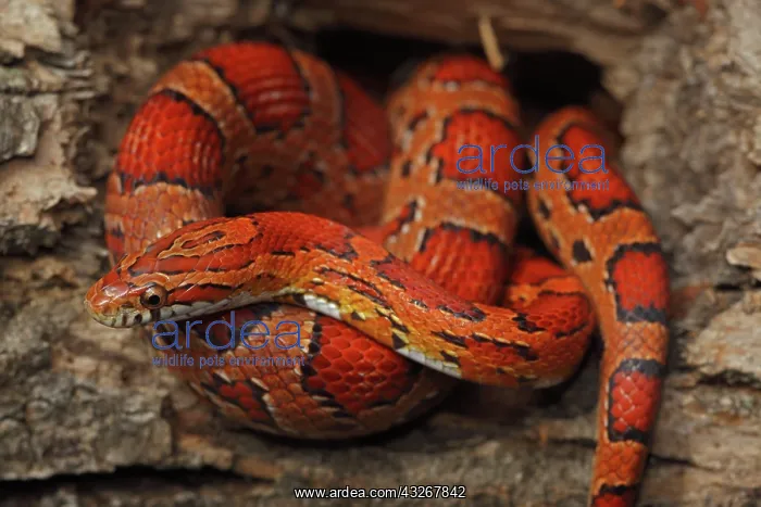: Corn Snake (Elaphe guttata guttata) - Captive - : Corn Snake (Elaphe guttata guttata) - Captive -