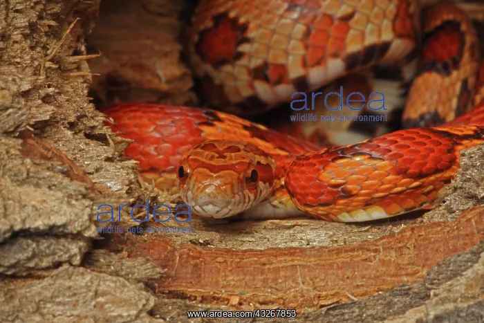 : Corn Snake (Elaphe guttata guttata) - Captive - : Corn Snake (Elaphe guttata guttata) - Captive -