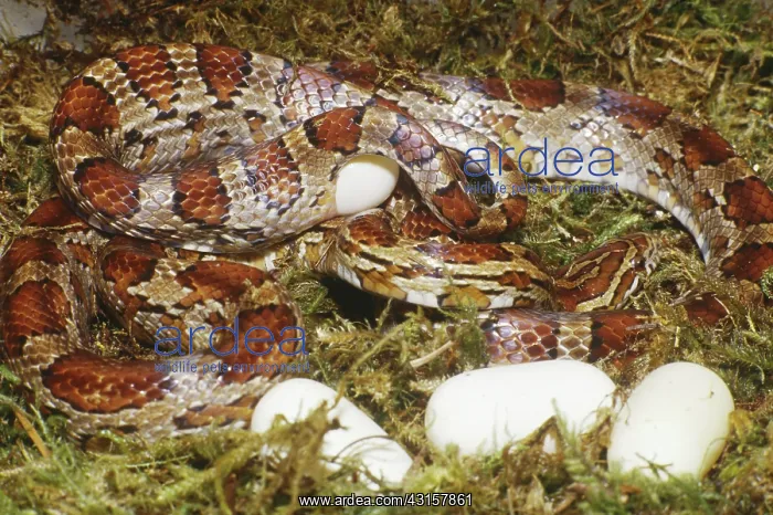 : Corn Snake (Elaphe guttata) laying eggs : Corn Snake (Elaphe guttata) laying eggs