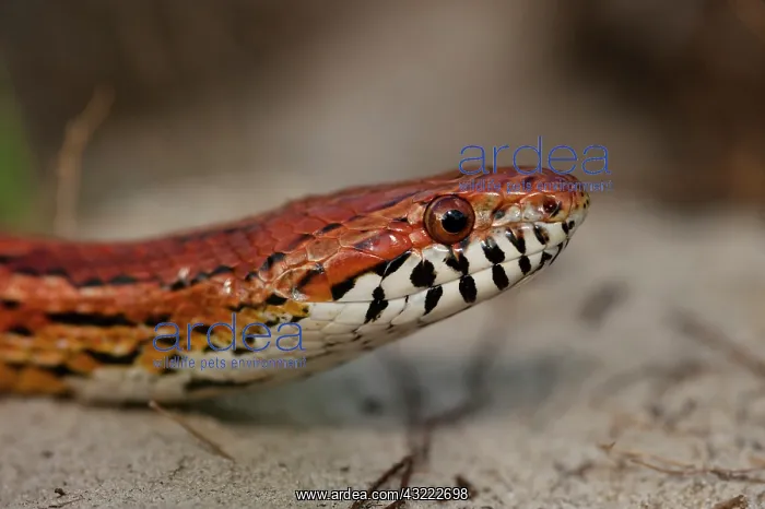 : Corn Snake (Elaphe guttata), or red rat : Corn Snake (Elaphe guttata), or red rat