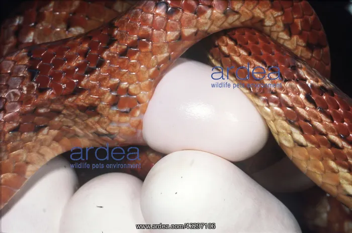 : CORN SNAKE - LAYING EGGS : CORN SNAKE - LAYING EGGS