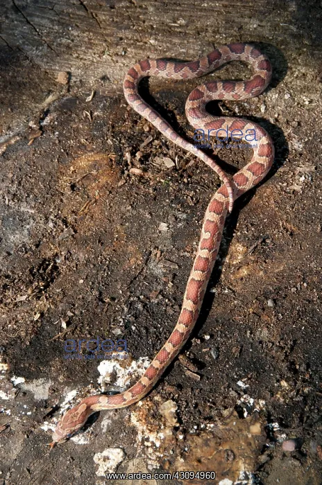 : Corn Snake on loose bedrock : Corn Snake on loose bedrock