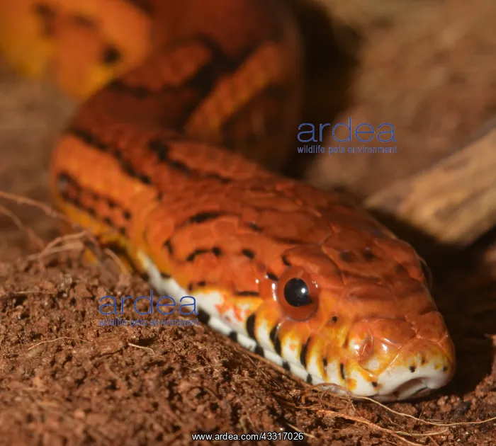 : Corn Snake, non-venomous snake from South Eastern : Corn Snake, non-venomous snake from South Eastern