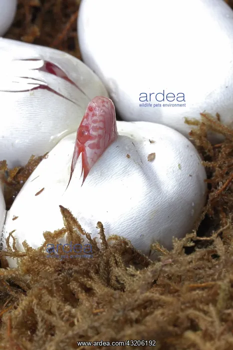 : corn snake (Pantherophis guttatus), captive, hatching : corn snake (Pantherophis guttatus), captive, hatching