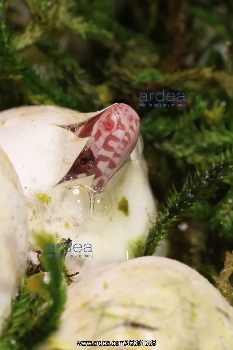 : corn snake, Pantherophis guttatus, hatching, captive : corn snake, Pantherophis guttatus, hatching, captive