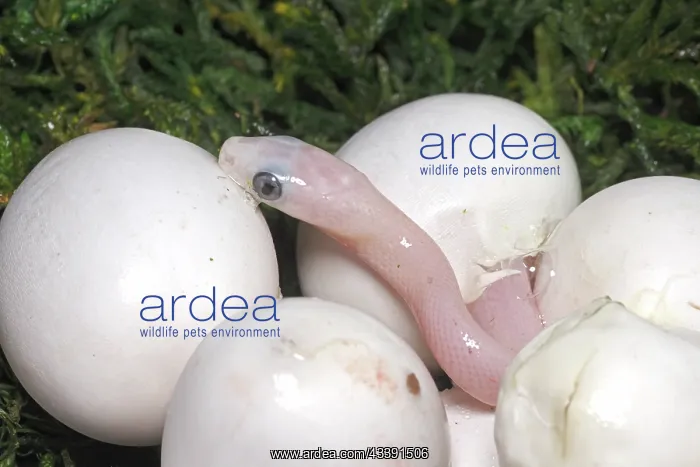 : corn snake, Pantherophis guttatus, captive, palmetto : corn snake, Pantherophis guttatus, captive, palmetto