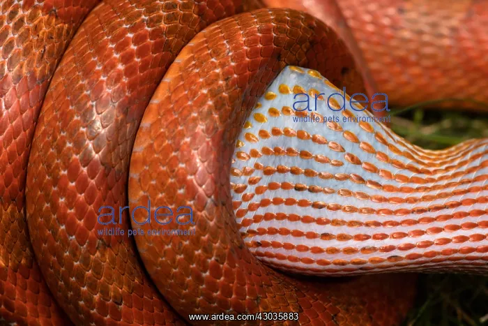 : Corn snake, Pantherophis guttatus, attempting : Corn snake, Pantherophis guttatus, attempting