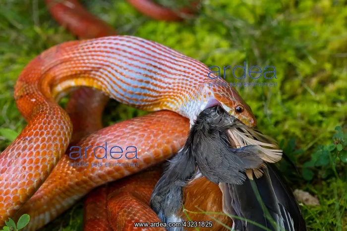 : Corn snake, Pantherophis guttatus, attempting : Corn snake, Pantherophis guttatus, attempting