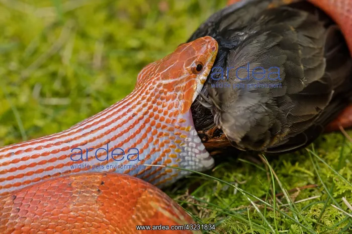  : Corn snake, Pantherophis guttatus, attempting