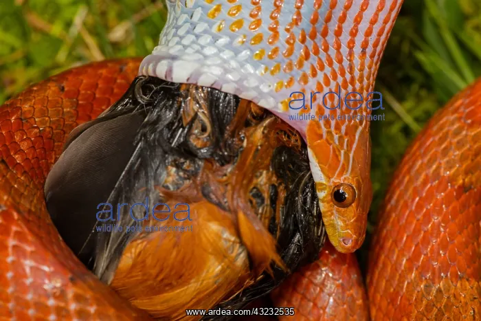: Corn snake, Pantherophis guttatus, attempting : Corn snake, Pantherophis guttatus, attempting