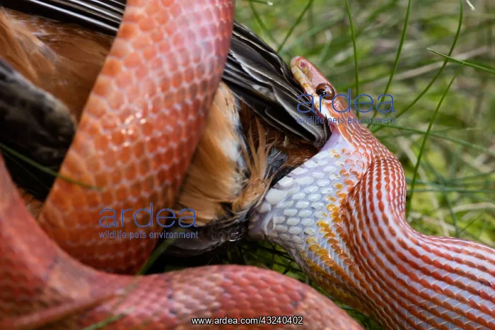 : Corn snake, Pantherophis guttatus, attempting : Corn snake, Pantherophis guttatus, attempting