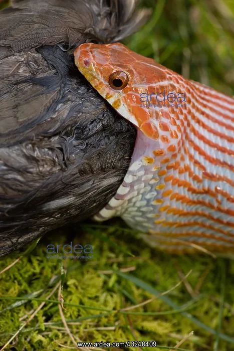 : Corn snake, Pantherophis guttatus, attempting